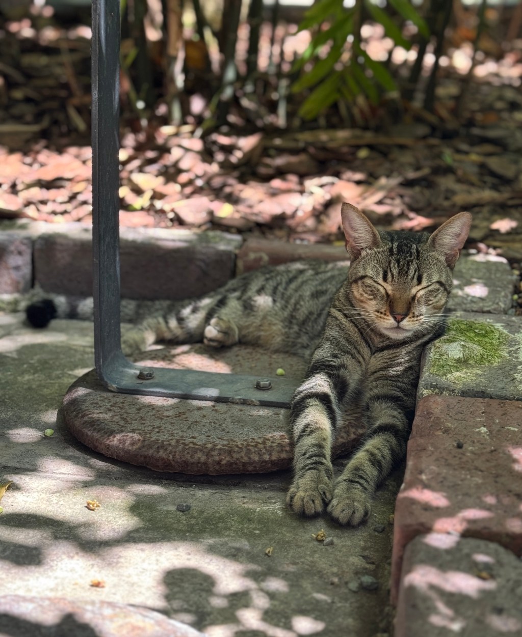 The Hemingway Cats in&nbsp;Pictures